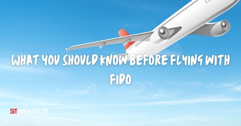 What you should know about flying with your dog banner
