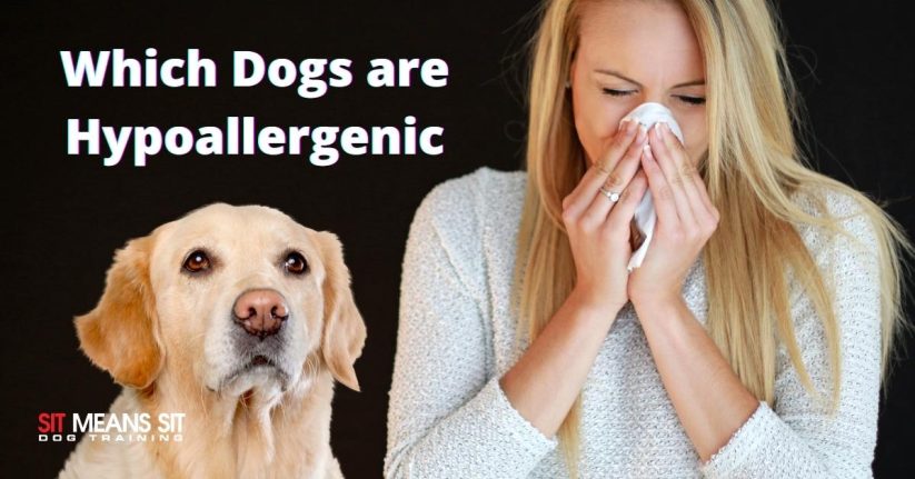 woman sneezing because she is allergic to dogs