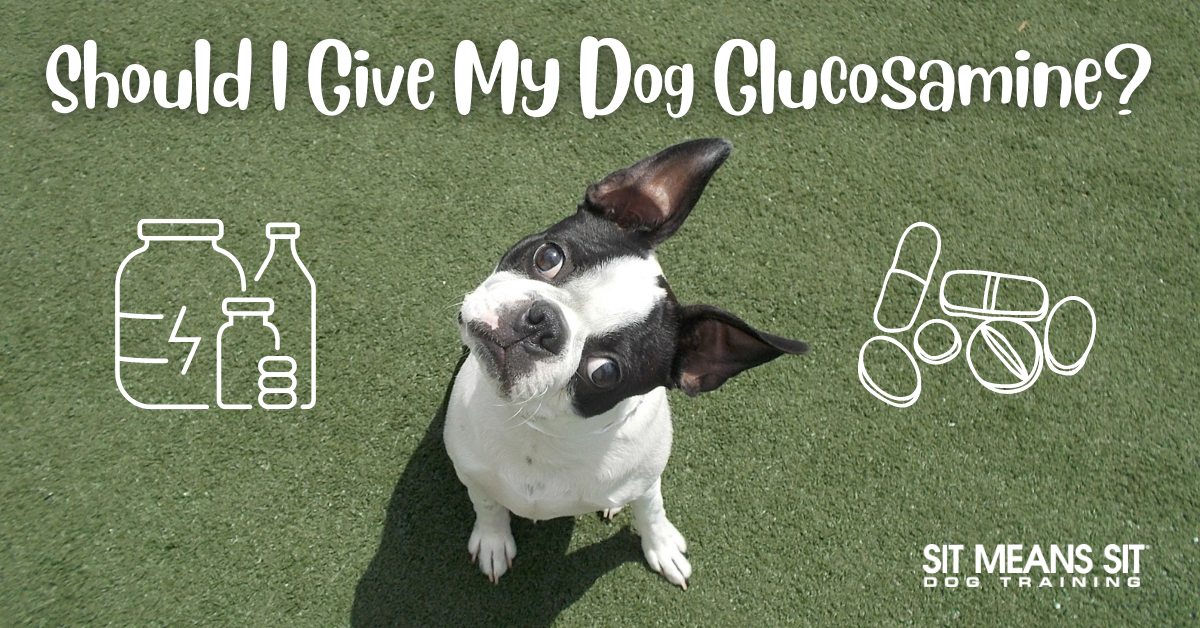 Should i give my dog glucosamine? banner