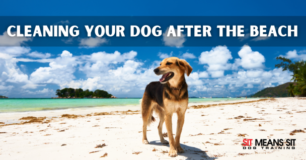 Cleaning your dog after the beach text in white with background of a beach