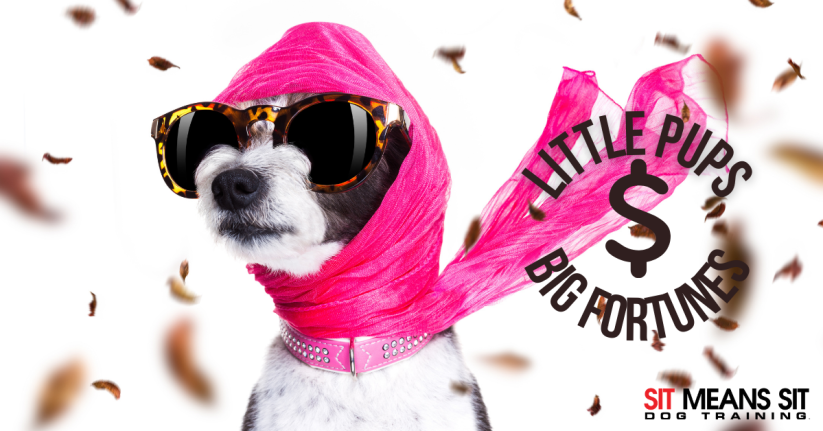 Little pups Big fortune logo
