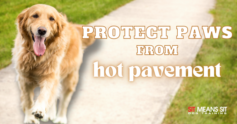 Protect paws from hot pavement banner