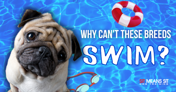 Why can't these breeds swim? banner