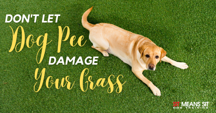 Don't let dog pee damage your grass banner
