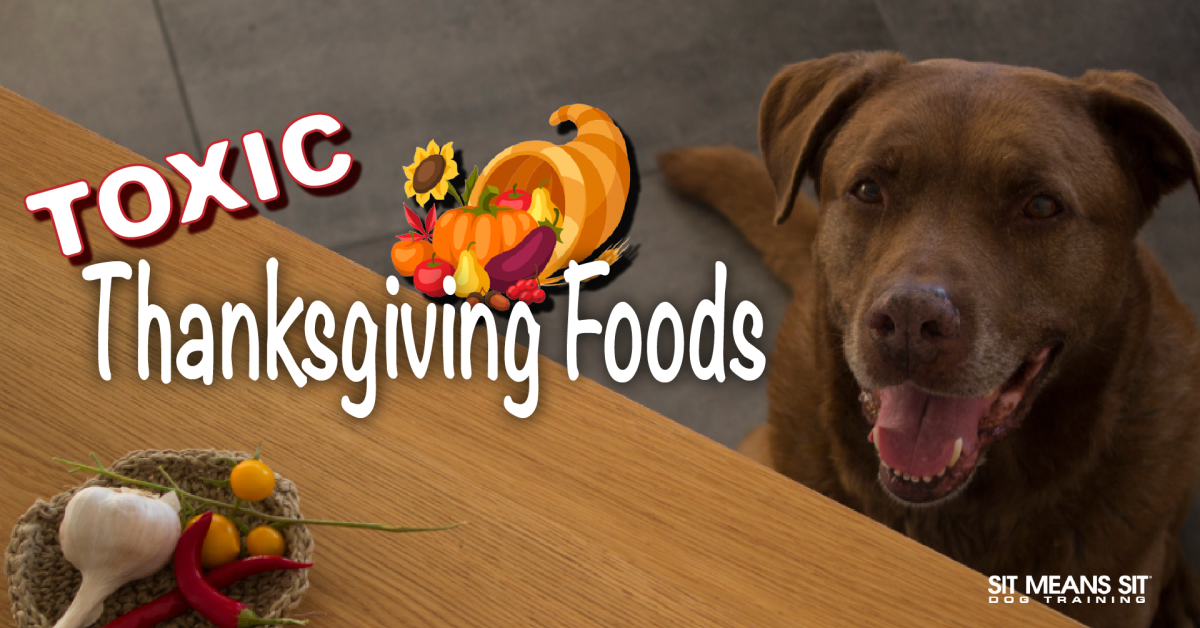 Toxic thanksgiving food for dogs banner