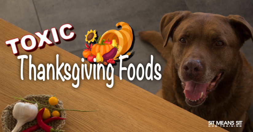 Toxic thanksgiving food for dogs banner