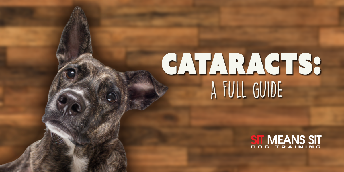 Cataracts In Dogs: A Full Guide