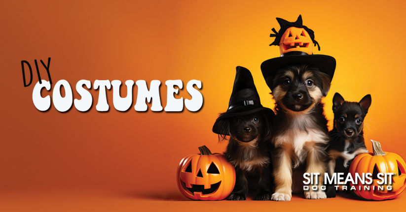 Easy DIY Halloween Costumes For Your Dog