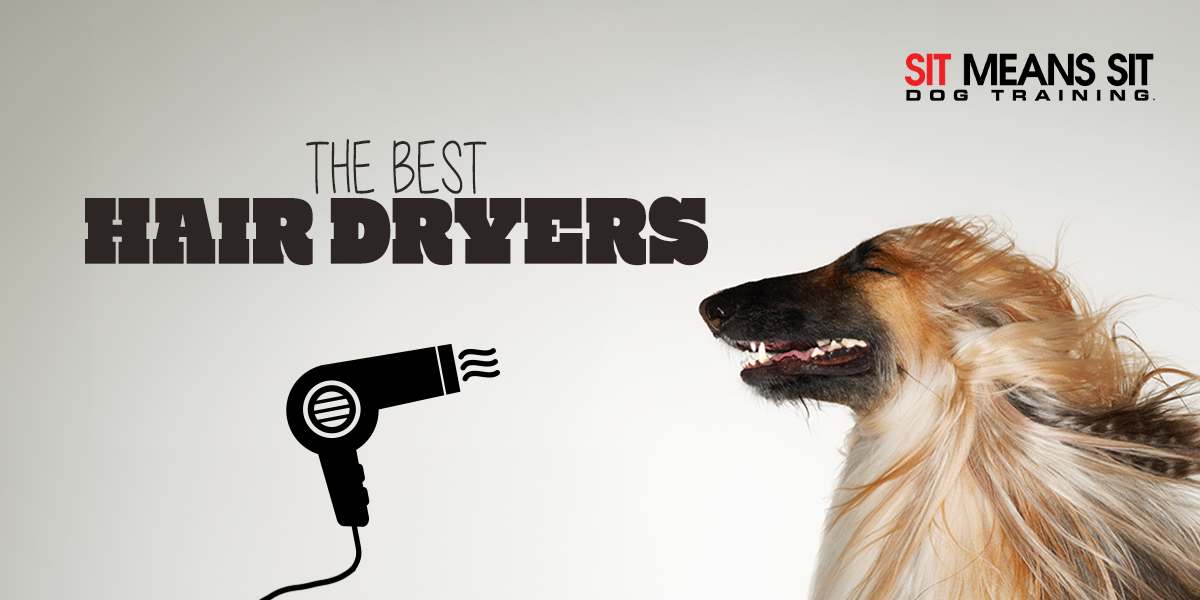 The Best Hair Dryers For Dogs In 2024