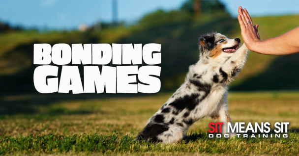 Games That Will Help You Bond With Your New Puppy