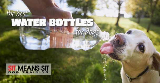 Check Out the Best Water Bottles Made for Dogs