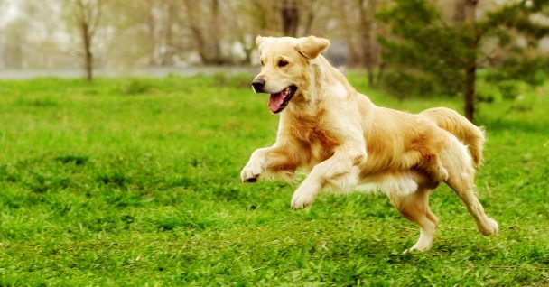 Minnesota Dog Training