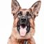 a panting dog sitting posing for a photo