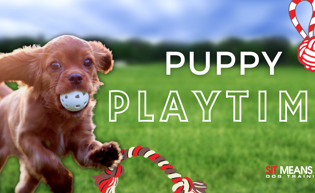 A playful puppy runs with a ball in its mouth on a grassy field, with the text "PUPPY PLAYTIME" nearby.