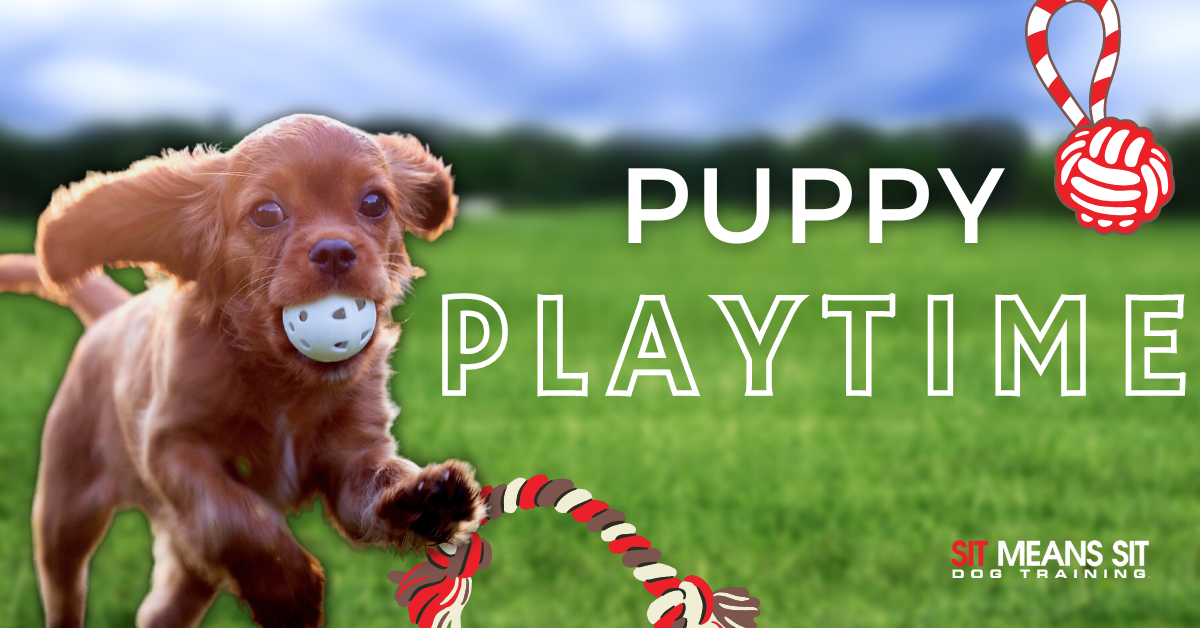 A playful puppy runs with a ball in its mouth on a grassy field, with the text "PUPPY PLAYTIME" nearby.