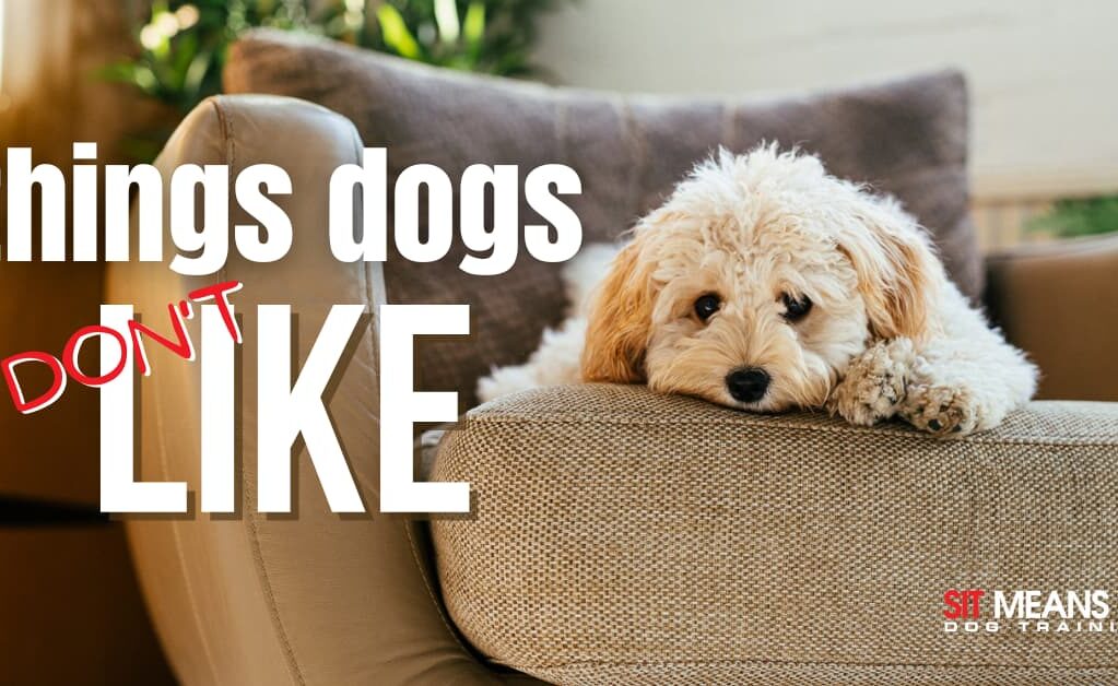 A fluffy dog resting on a couch, with text about things dogs don't like.
