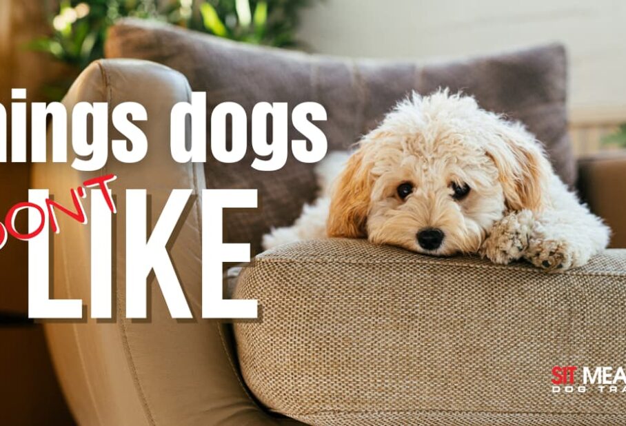 A fluffy dog resting on a couch, with text about things dogs don't like.