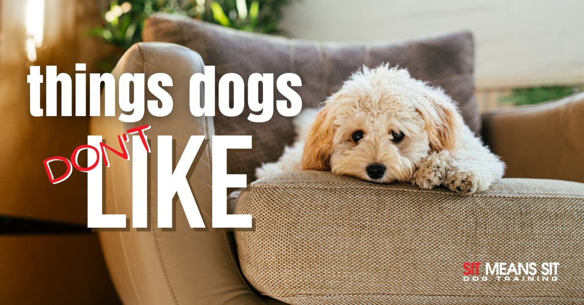 A fluffy dog resting on a couch, with text about things dogs don't like.