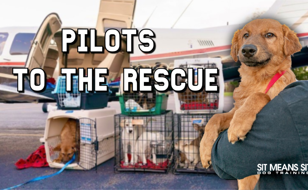 A golden retriever is held by a person, with dogs in crates and a small plane in the background.
