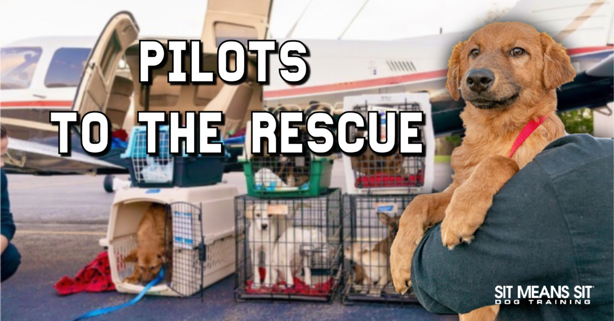 A golden retriever is held by a person, with dogs in crates and a small plane in the background.