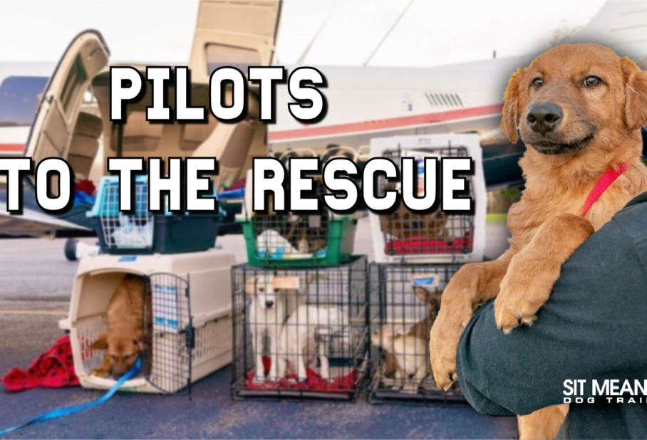 A golden retriever is held by a person, with dogs in crates and a small plane in the background.