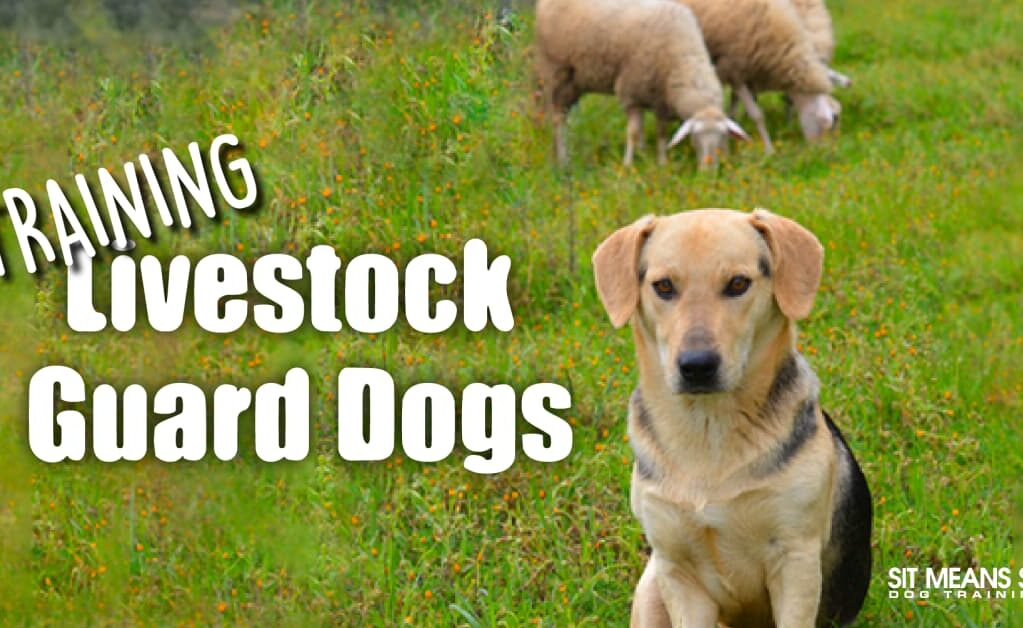A livestock guard dog sits in a grassy field, with sheep grazing in the background and "Training Livestock Guard Dogs" text.