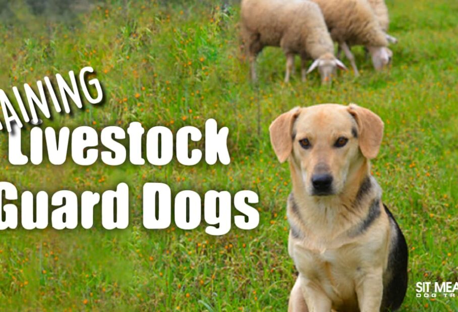 A livestock guard dog sits in a grassy field, with sheep grazing in the background and "Training Livestock Guard Dogs" text.