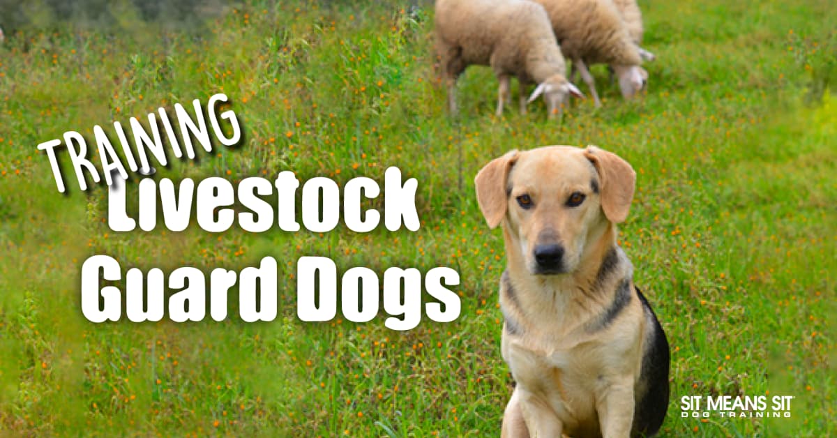 A livestock guard dog sits in a grassy field, with sheep grazing in the background and "Training Livestock Guard Dogs" text.