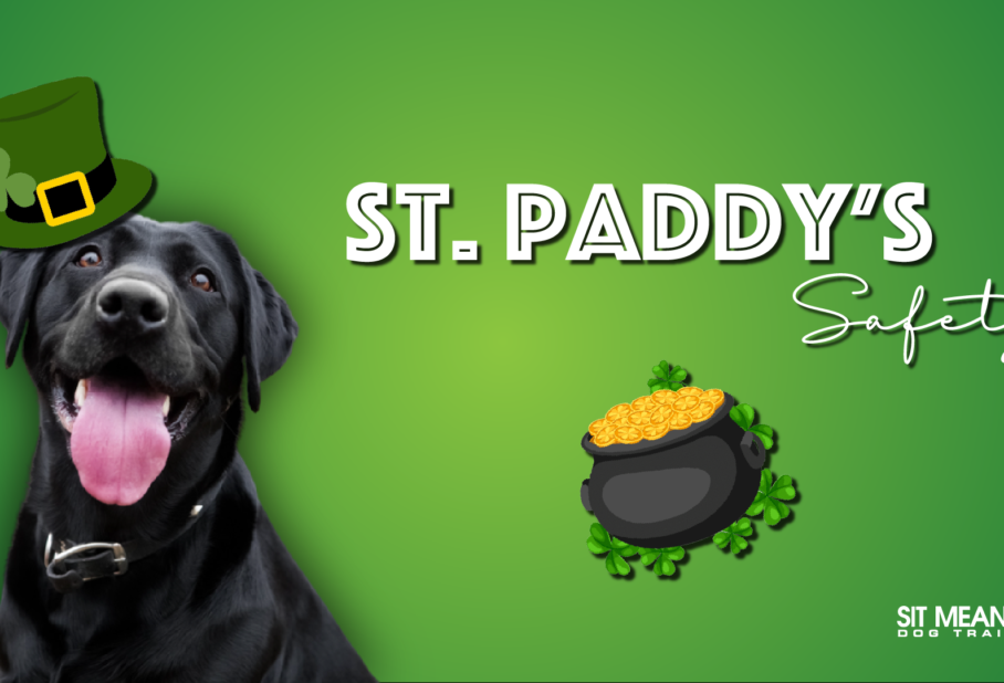 A black dog wearing a green leprechaun hat with "St. Paddy's Safety" text and a pot of gold on a green background.