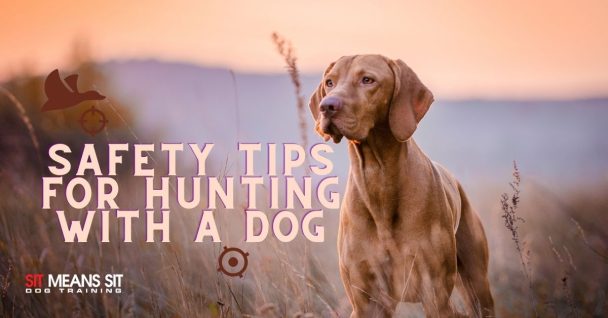 Safety Tips for Hunting with Dogs