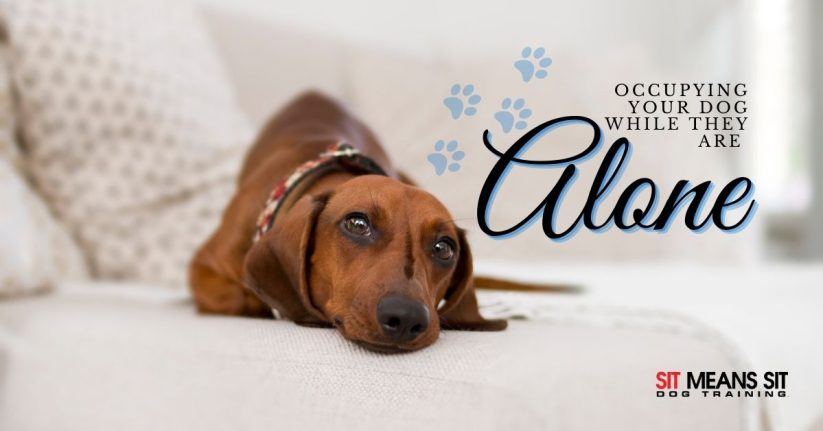 Keeping Your Dog Busy While They're Alone