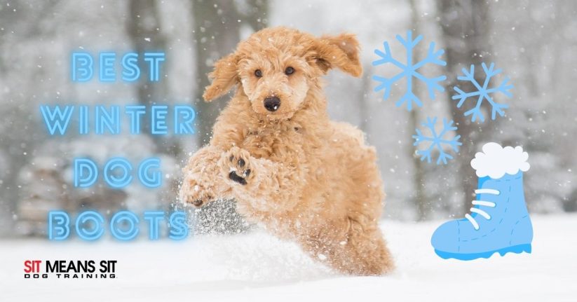 Best Winter Dog Boots 2021