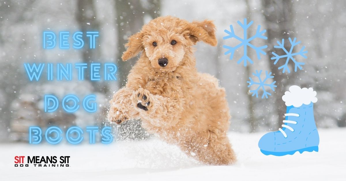 Best Winter Dog Boots 2021