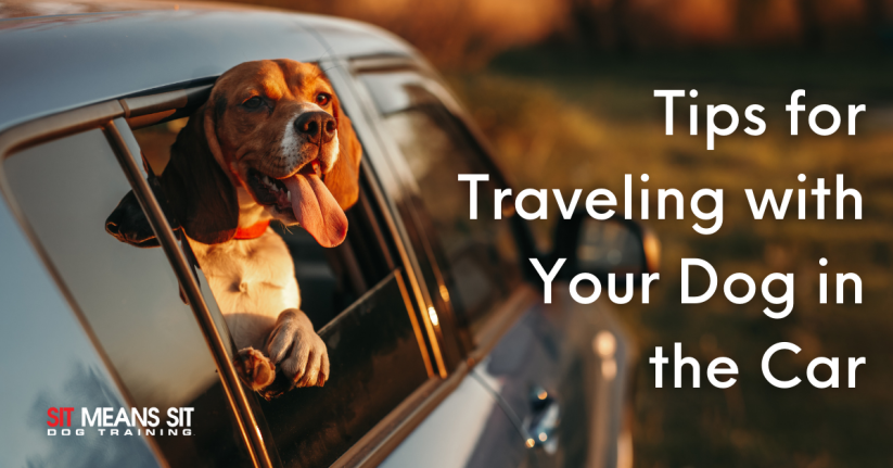 Tips for Traveling with Your Dog in the Car
