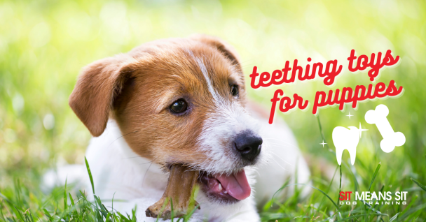Best Teething Toys for Puppies