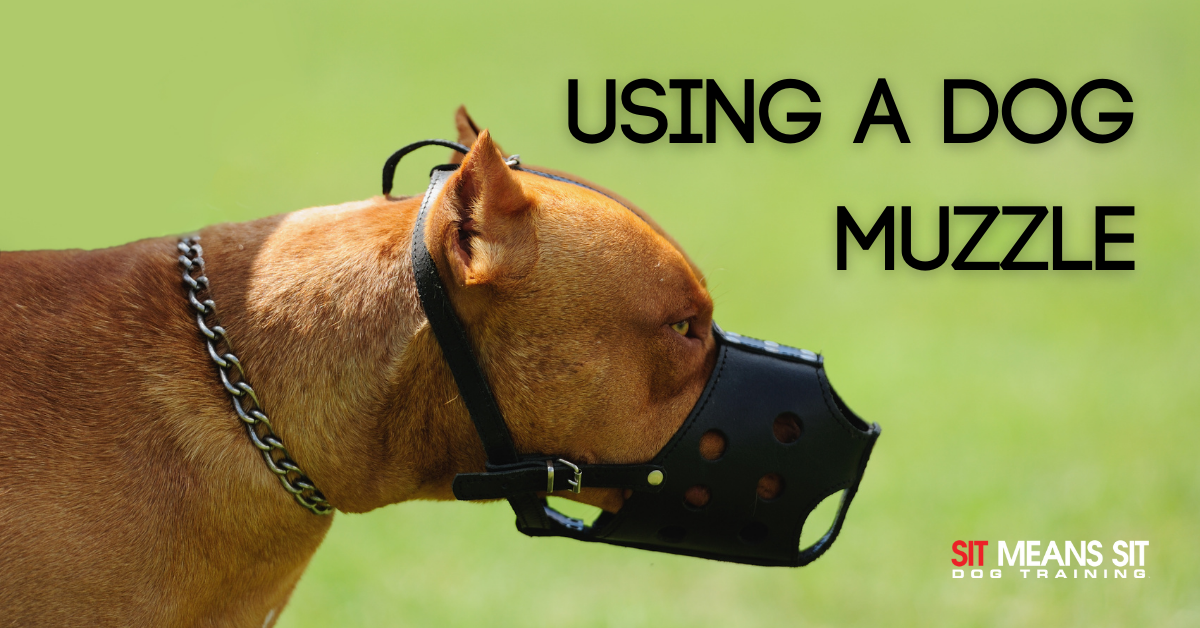 How to Safely and Correctly Use a Dog Muzzle