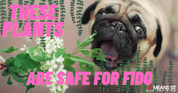 a pug dog eating a flower with the words " plants are safe for fido " on the bottom