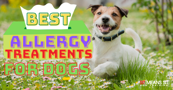 a dog is laying in the grass next to a box that says best allergy treatments for dogs