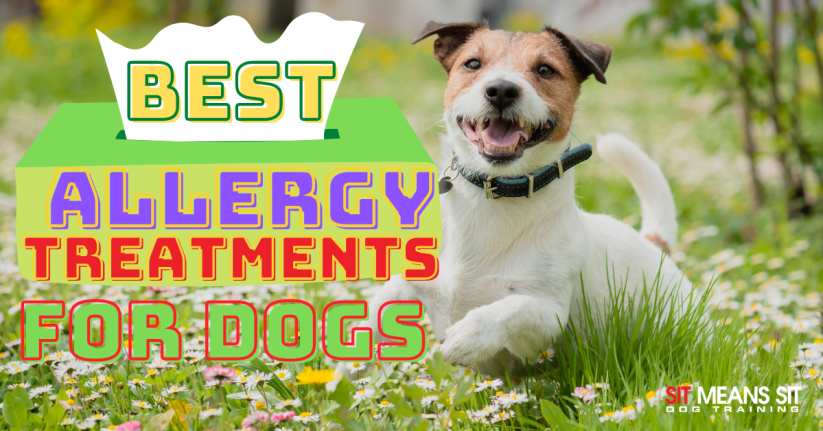 a dog is laying in the grass next to a box that says best allergy treatments for dogs