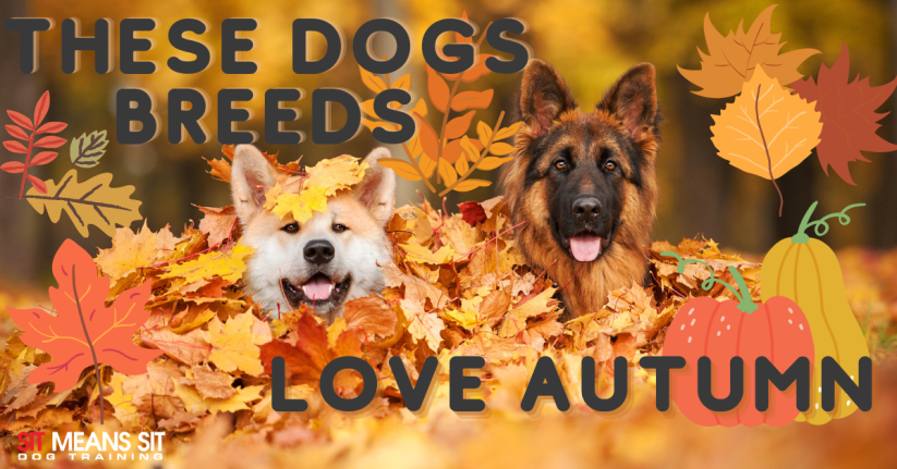 two dogs in a pile of leaves with the words these dogs breeds love autumn