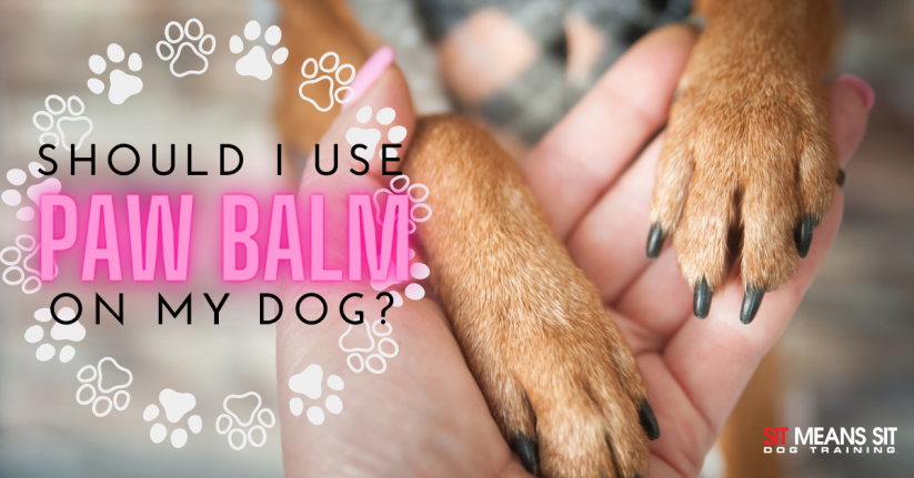 a person holding a dog 's paw with the words should i use paw balm on my dog