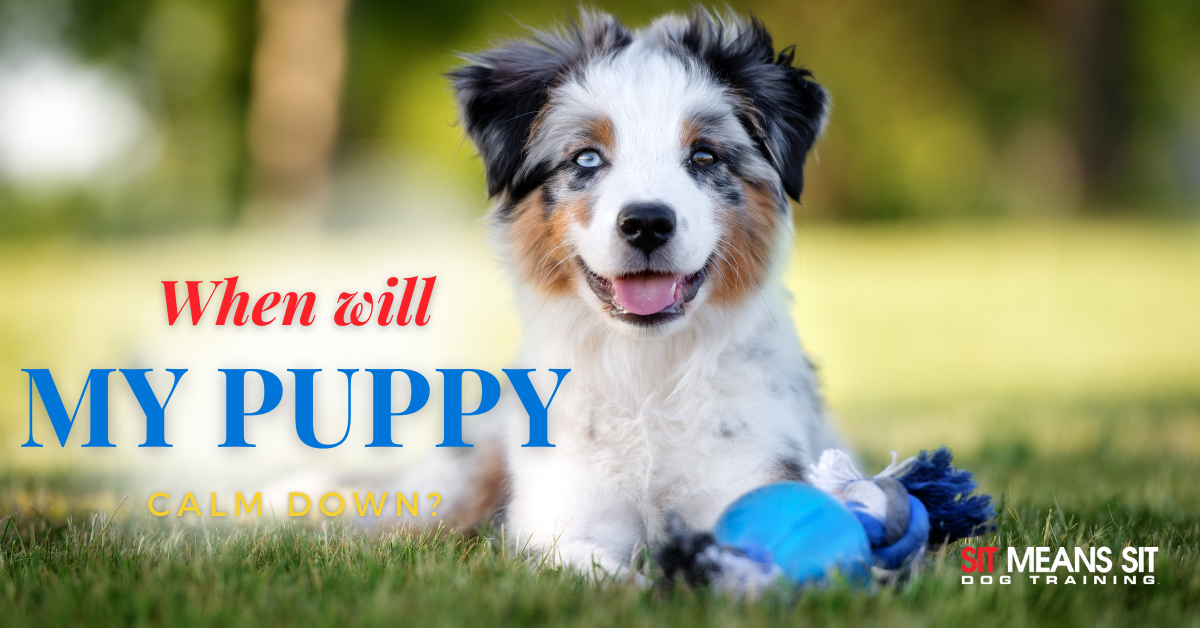 a puppy laying in the grass with the words when will my puppy calm down