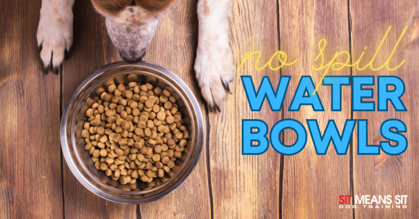 a dog is eating out of a bowl that says no spill water bowls