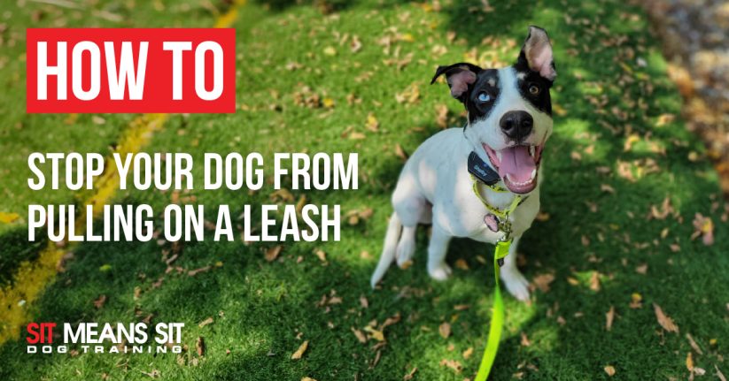 how to stop your dog from pulling on a leash sit means sit dog training