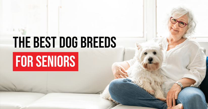 an older woman sits on a couch with a small white dog under the words the best dog breeds for seniors