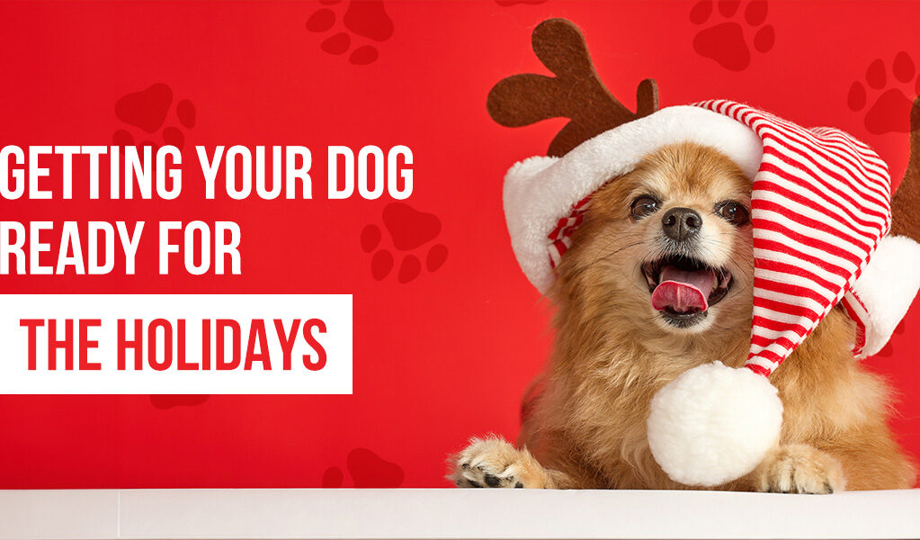 a dog wearing a santa hat with reindeer antlers says getting your dog ready for the holidays