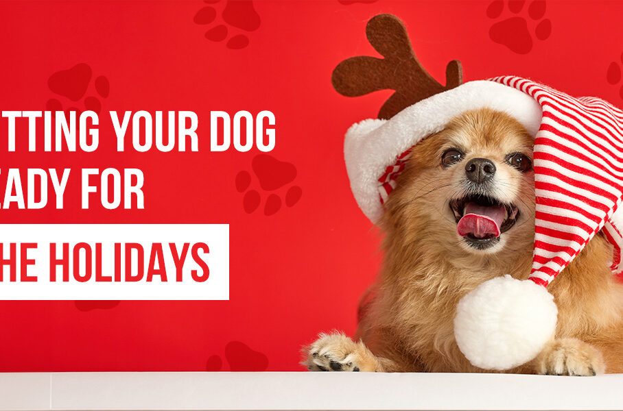 a dog wearing a santa hat with reindeer antlers says getting your dog ready for the holidays
