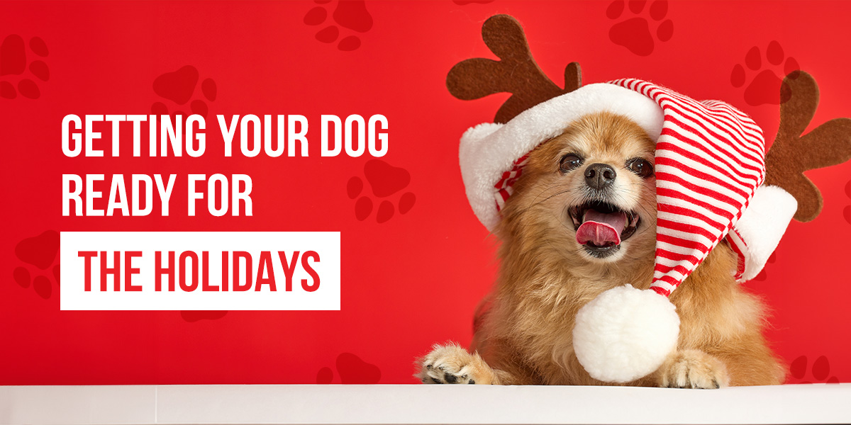 a dog wearing a santa hat with reindeer antlers says getting your dog ready for the holidays