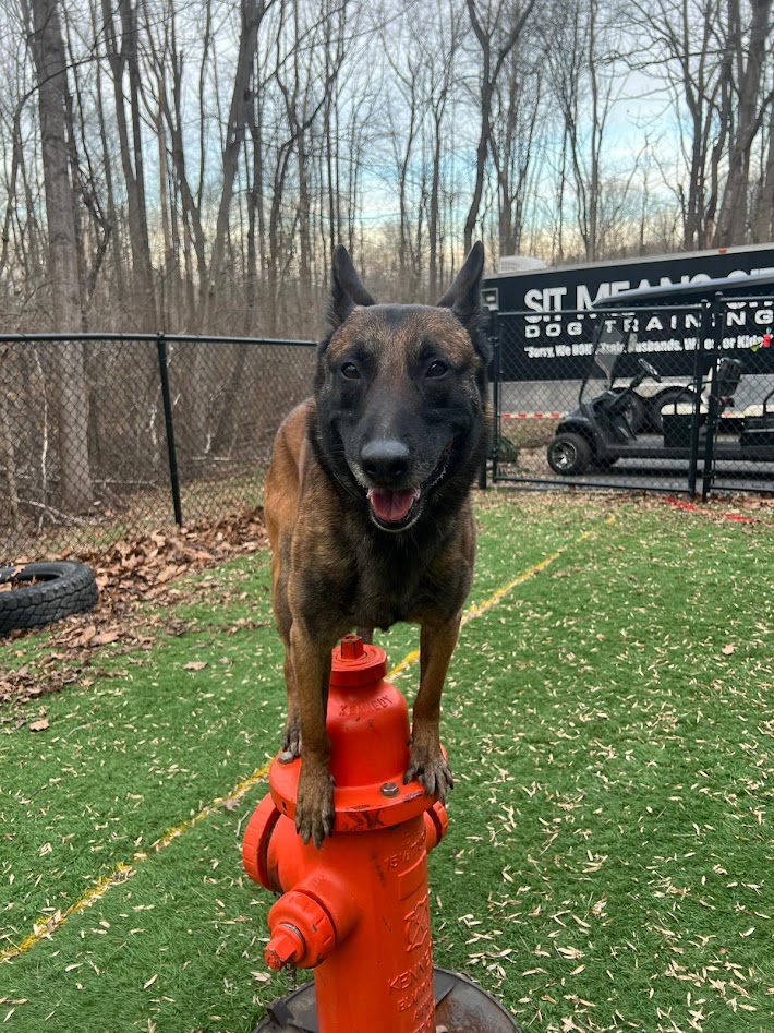 A dog standing on a red fire hydrant smiling for a picture with trees in the background. 