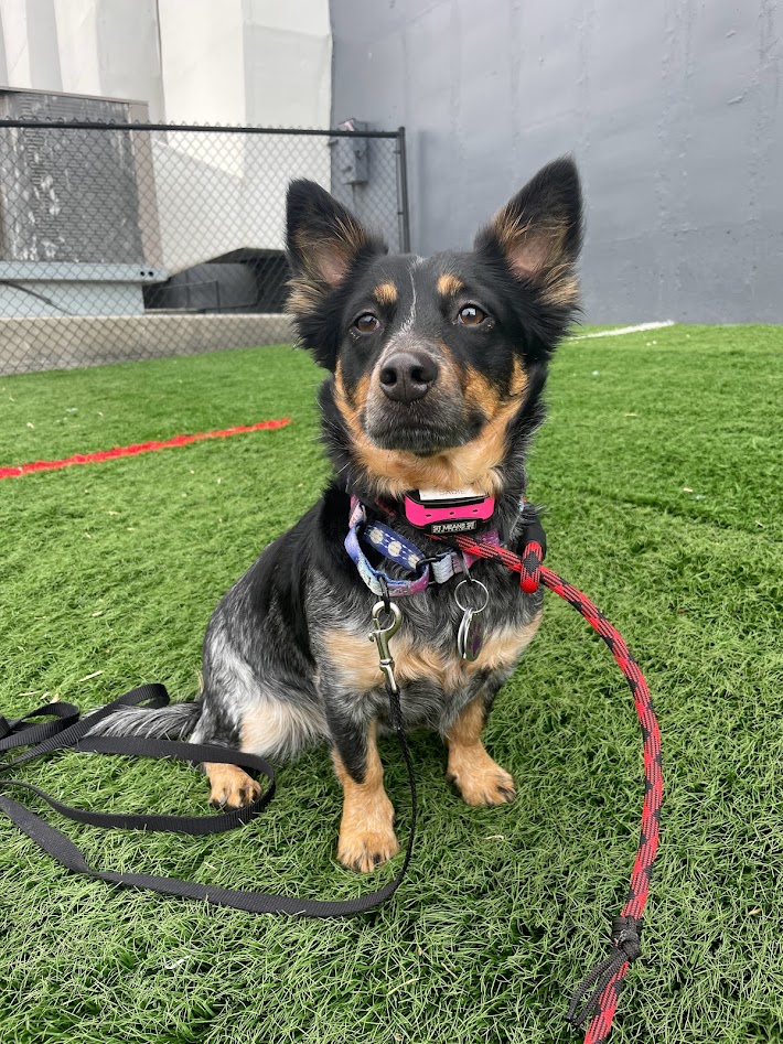 A dog sitting on grass with a leash around his neck.